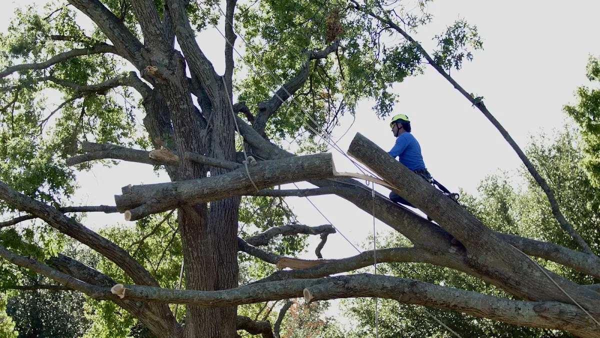 Professional Crown Thinning performed by certified arborists in Gary
